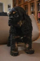Cocker girl, a female Cocker Spaniel for sale in Dover, DE – Photo 1 of 4