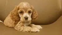 Tan girl , a female Cocker Spaniel for sale in Dover, DE – 3 of 3