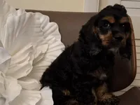 Bi Blk girl, a female Cocker Spaniel for sale in Dover, DE – 2 of 3