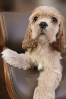 Tan boy, a male Cocker Spaniel for sale in Dover, DE – Photo 1 of 2