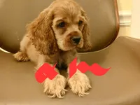Redman, a male Cocker Spaniel for sale in Dover, DE – 2 of 3
