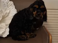 Bi Blk girl, a female Cocker Spaniel for sale in Dover, DE – 3 of 3