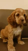 Hazel, a male Cocker Spaniel for sale in Dover, DE – 3 of 3