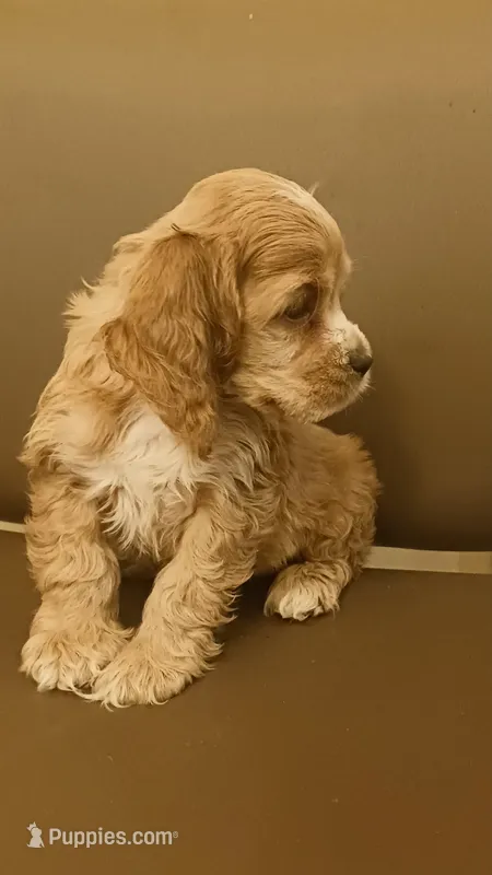 Tan girl  – Cocker Spaniel puppy for sale in Dover, DE
