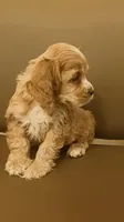 Tan girl , a female Cocker Spaniel for sale in Dover, DE – 1 of 3