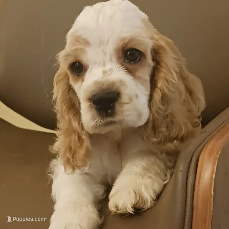 Pretty girl – Cocker Spaniel puppy for sale in Dover, DE