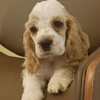 Pretty girl, a female Cocker Spaniel for sale in Dover, DE – 1 of 3