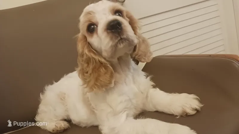 Pretty girl – Cocker Spaniel puppy for sale in Dover, DE
