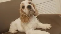 Pretty girl, a female Cocker Spaniel for sale in Dover, DE – 2 of 3
