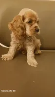 Red girl, a female Cocker Spaniel for sale in Dover, DE – 4 of 4