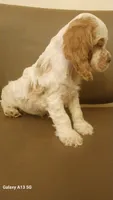 Spots, a male Cocker Spaniel for sale in Dover, DE – 3 of 3