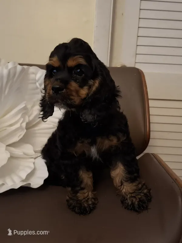 Bi Blk girl – Cocker Spaniel puppy for sale in Dover, DE