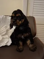 Bi Blk girl, a female Cocker Spaniel for sale in Dover, DE – 1 of 3