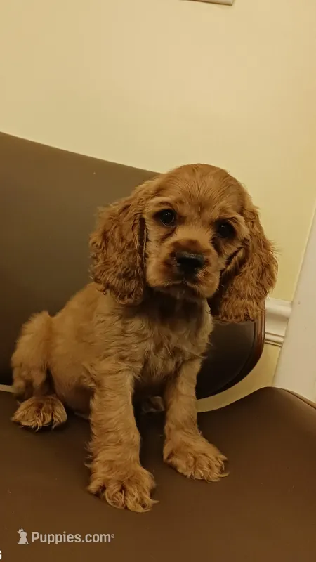 Redman – Cocker Spaniel puppy for sale in Dover, DE