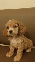 Tan girl , a female Cocker Spaniel for sale in Dover, DE – 2 of 3
