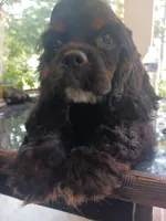 Cocker 1, a male Cocker Spaniel for sale in Dover, DE – Photo 1 of 4