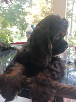 Cocker 1, a male Cocker Spaniel for sale in Dover, DE – Photo 2 of 4