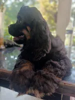 Cocker 1, a male Cocker Spaniel for sale in Dover, DE – Photo 3 of 4