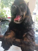 Cocker 1, a male Cocker Spaniel for sale in Dover, DE – Photo 4 of 4