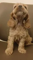 Red girl, a female Cocker Spaniel for sale in Dover, DE – 1 of 4