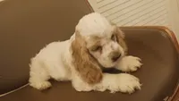 Pretty girl, a female Cocker Spaniel for sale in Dover, DE – 3 of 3