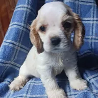 Light girl, a female Cocker Spaniel for sale in Dover, DE – Photo 1 of 3