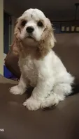 Light girl, a female Cocker Spaniel for sale in Dover, DE – Photo 3 of 3