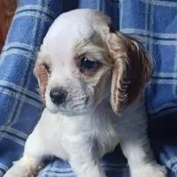 Light girl, a female Cocker Spaniel for sale in Dover, DE – Photo 2 of 3