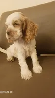 Spots, a male Cocker Spaniel for sale in Dover, DE – 2 of 3