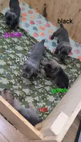 Green Collar , a male Cane Corso for sale in Gay, GA – 2 of 10