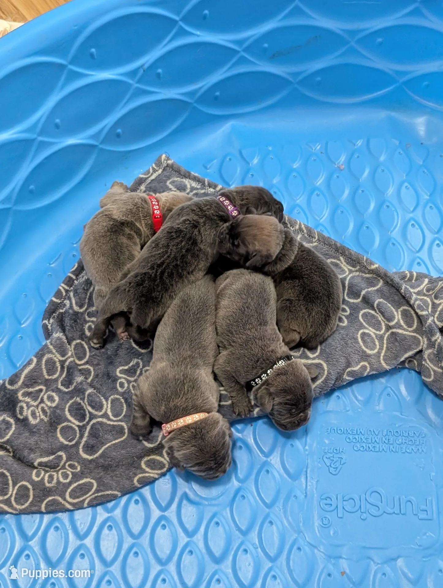 Black collar , a male Cane Corso for sale in Gay, GA – Photo 4 of 10