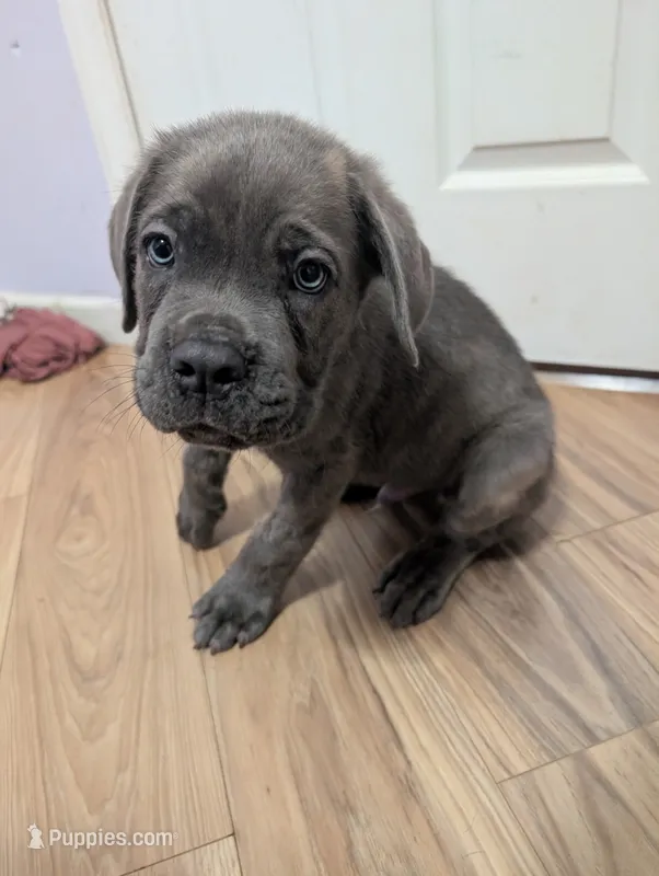 Black collar  – Cane Corso puppy for sale in Gay, GA