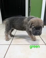 Green Collar , a male Cane Corso for sale in Gay, GA – 5 of 10