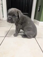 Black collar , a male Cane Corso for sale in Gay, GA – 7 of 10