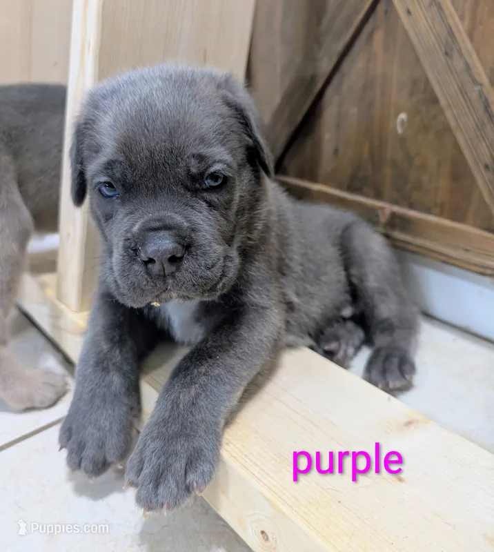 Purple collar  – Cane Corso puppy for sale in Gay, GA
