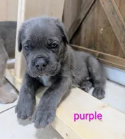 Purple collar , a female Cane Corso for sale in Gay, GA – 1 of 10