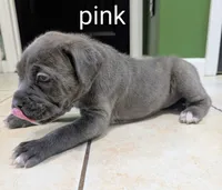 Pink collar, a female Cane Corso for sale in Gay, GA – 3 of 10