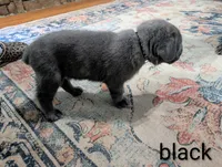 Black collar , a male Cane Corso for sale in Gay, GA – 5 of 10