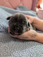 Purple collar , a female Cane Corso for sale in Gay, GA – Photo 2 of 10