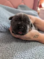 Purple collar , a female Cane Corso for sale in Gay, GA – Photo 3 of 10