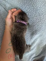 Purple collar , a female Cane Corso for sale in Gay, GA – Photo 8 of 10