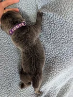 Purple collar , a female Cane Corso for sale in Gay, GA – Photo 6 of 10