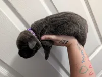 Purple collar , a female Cane Corso for sale in Gay, GA – Photo 1 of 10