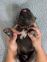 Purple collar , a female Cane Corso for sale in Gay, GA – Photo 4 of 10