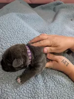 Purple collar , a female Cane Corso for sale in Gay, GA – Photo 5 of 10
