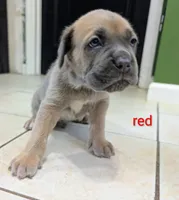Red Collar, a male Cane Corso for sale in Gay, GA – 7 of 10