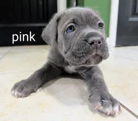 Pink collar, a female Cane Corso for sale in Gay, GA – 4 of 10