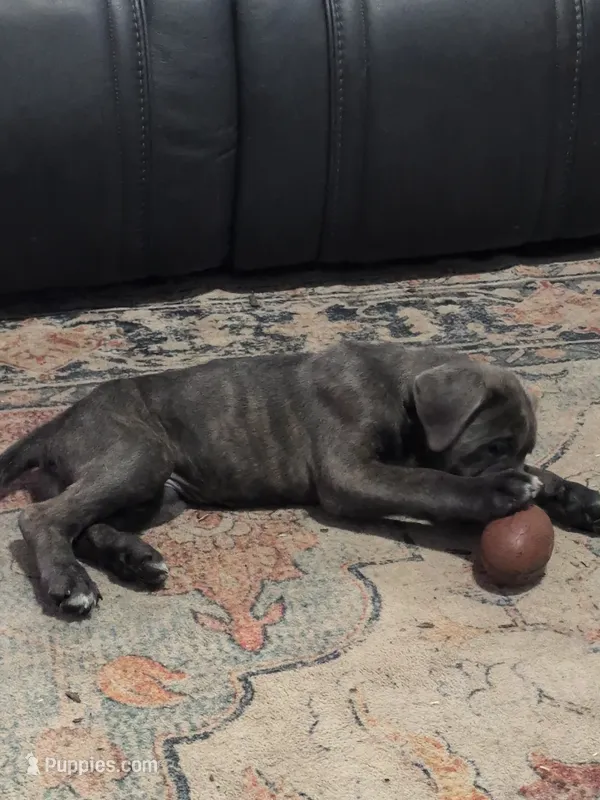 Purple Collar – Cane Corso puppy for sale in Gay, GA