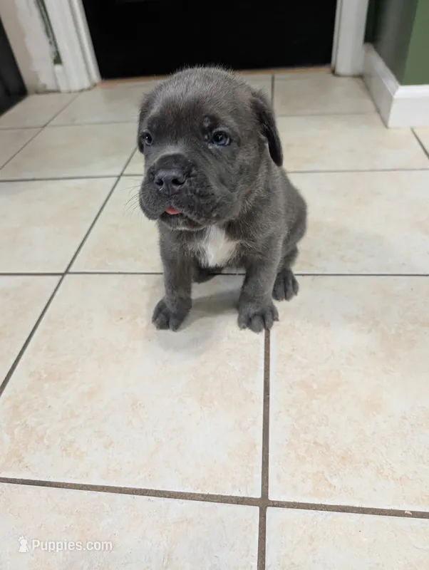 Black collar  – Cane Corso puppy for sale in Gay, GA