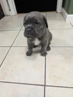 Black collar , a male Cane Corso for sale in Gay, GA – 1 of 10